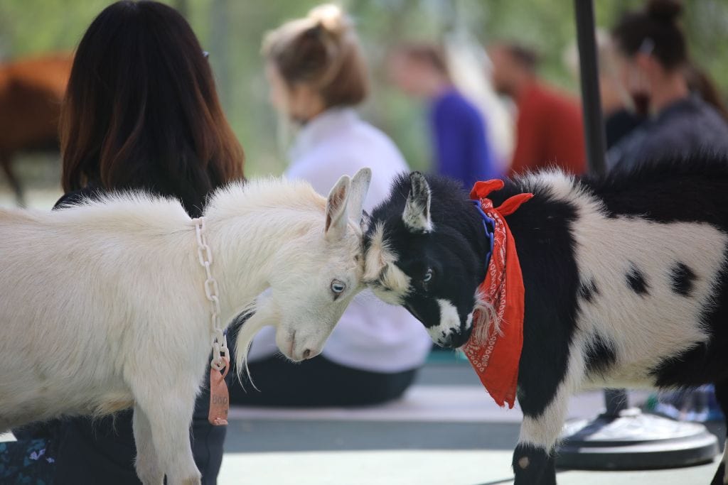 A picture of two baby goats locking horns during goat yoga.