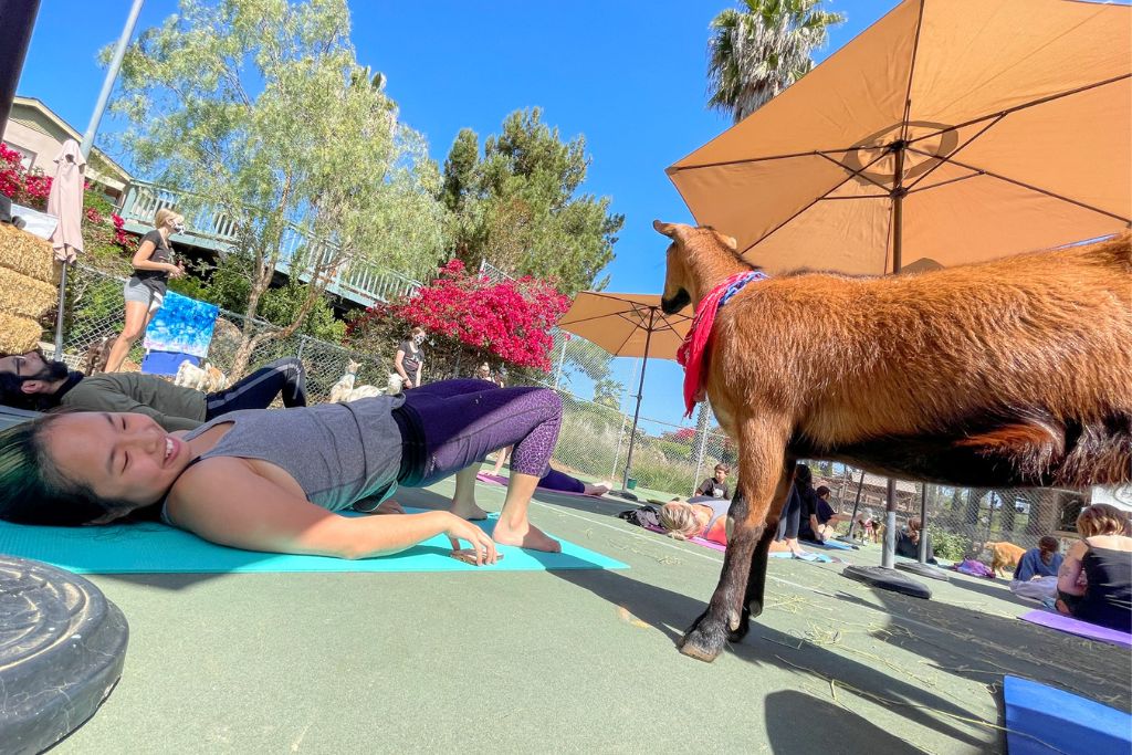 A picture of Kristin doing Yoga while looking at a goat next to her.