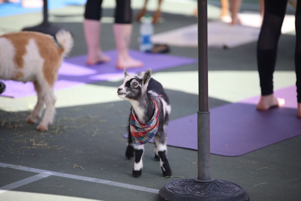 A picture of a baby goat as seen during a goat yoga session in San Diego.