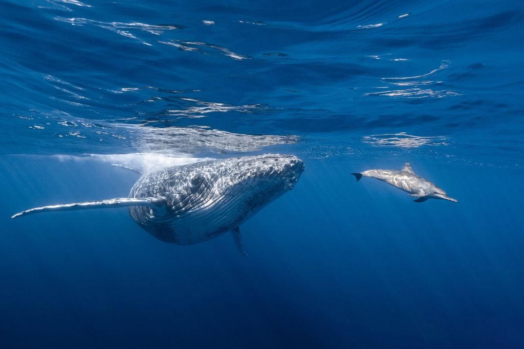A picture of a whale and dolphin, taken from within the water. A Tahiti whale tour is a must if you visit during whale season!