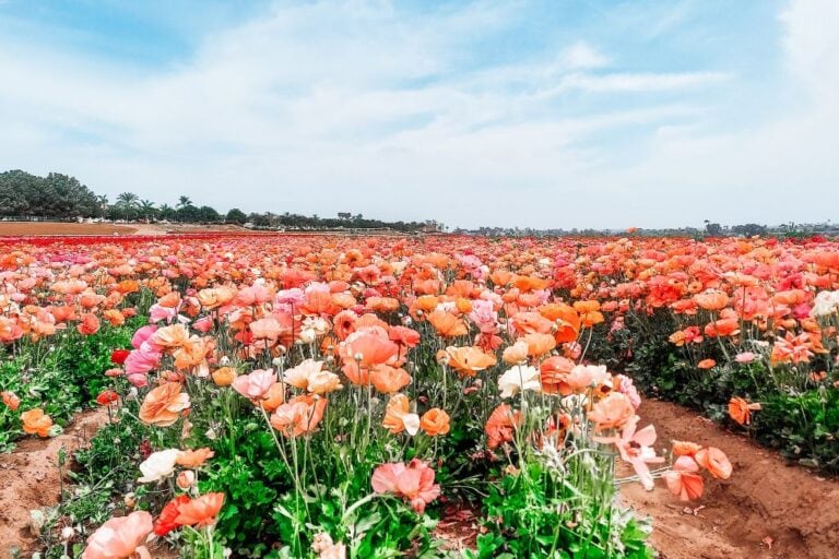 Are the Colorful Carlsbad Flower Fields Worth It? (2023)