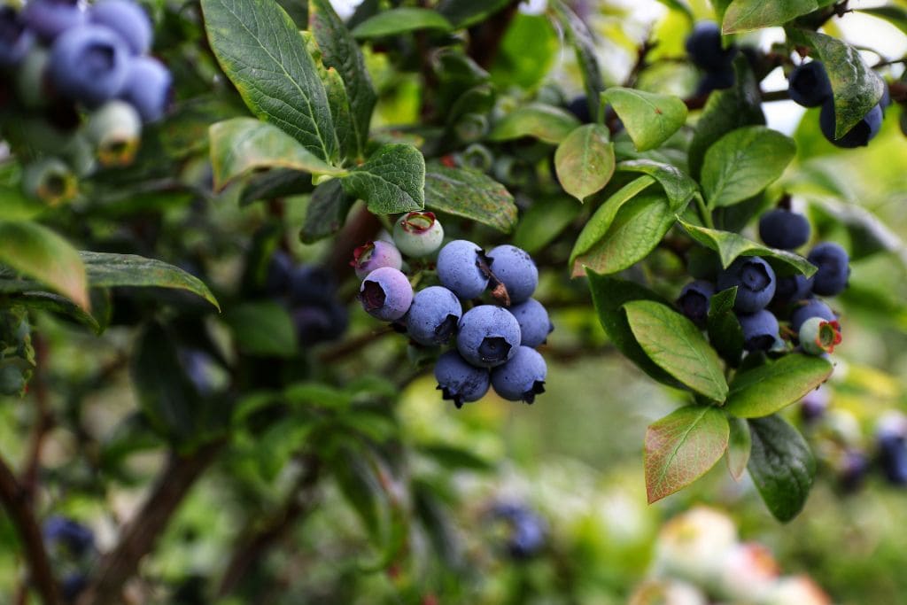 A picture of blueberries growing on a tree. You can pick fresh blueberries at the Carlsbad Flower Fields.
