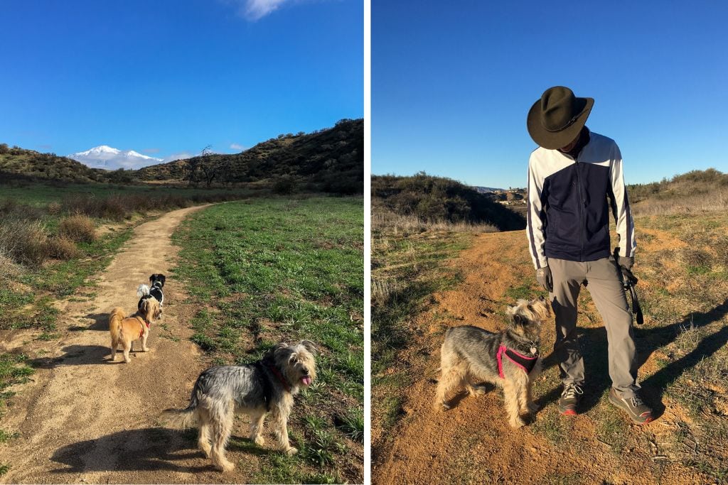 Two picture taken at Oakmont Park in Redlands. The left picture is of my three dogs and the right picture is of my dog looking at my dad.