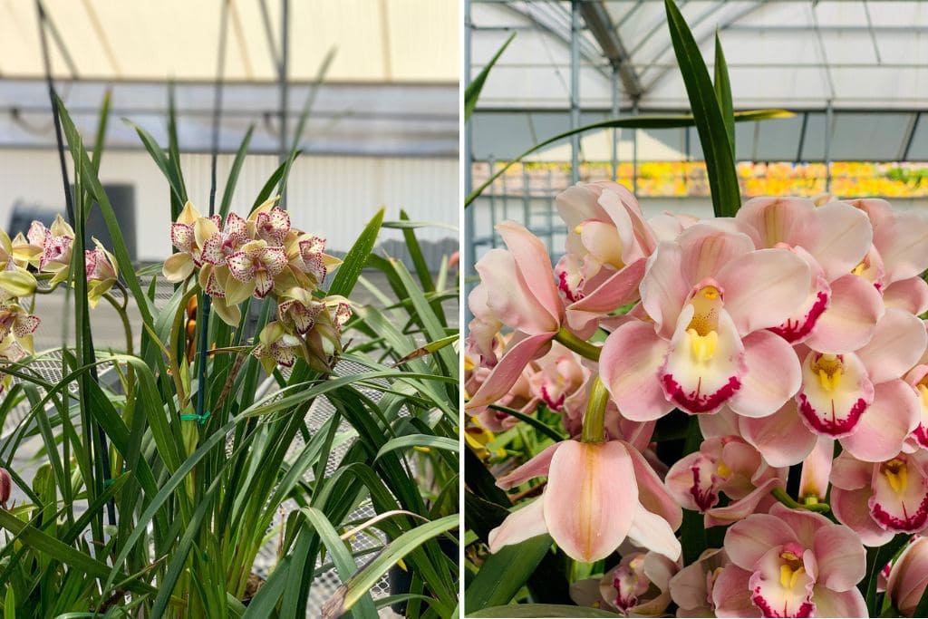 Two pictures of pink orchids at the greenhouse at the Carlsbad Flower Fields.