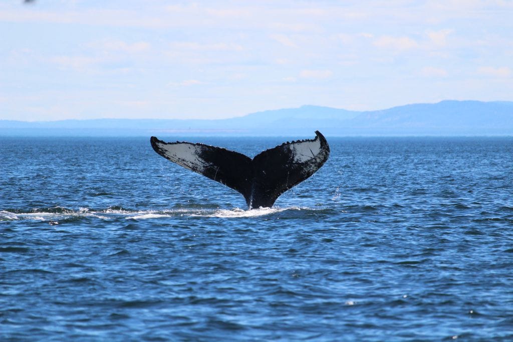 A picture of a whales tale as seen on a whale watching tour.