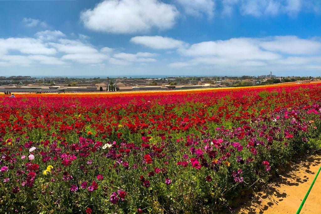 A picture of tons of flowers with clear blue skies up above at the Carlsbad Flower Fields.