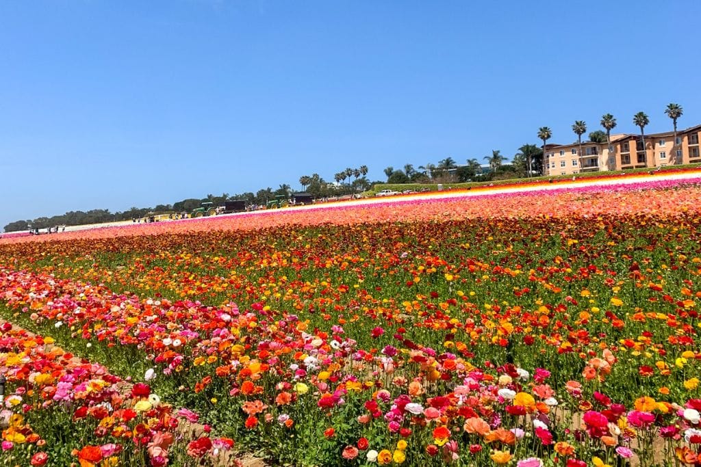A colorful display of flowers at the Carlsbad Flower Fields.