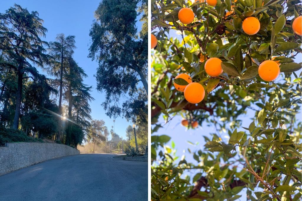 Two pictures taken from Prospect Park. The left picture is of the parking lot early in the morning and the right picture is of oranges on one of the trees in the orange groves.