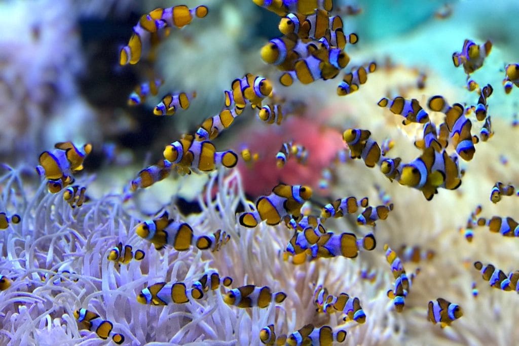 A picture of lots of little clownfish at the Museé Océanographique de Monaco! Stop here during the day trip to see all kinds of sea creatures.