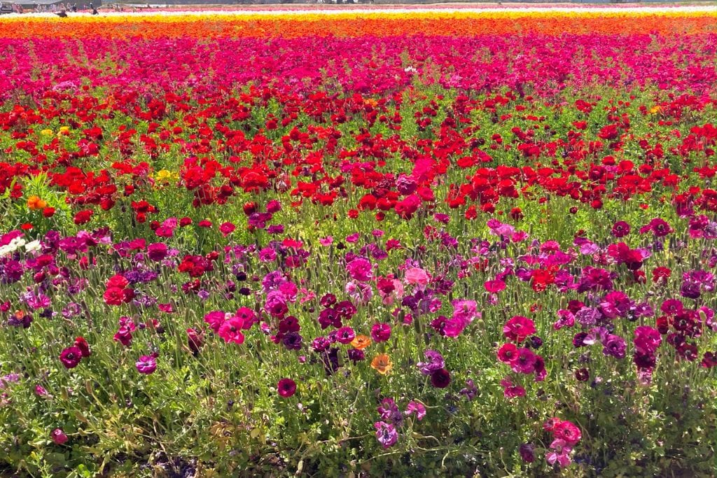 A picture of pink and red flowers at the Carlsbad Flower Fields
