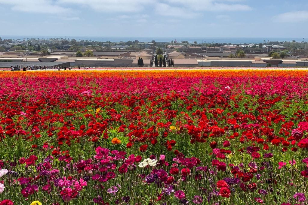 A picture of the flowers at the Carlsbad Flower Fields.