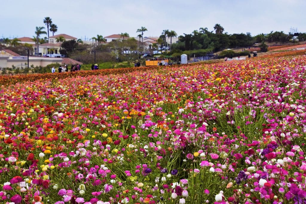 A picture of the Carlsbad Flower Fields.