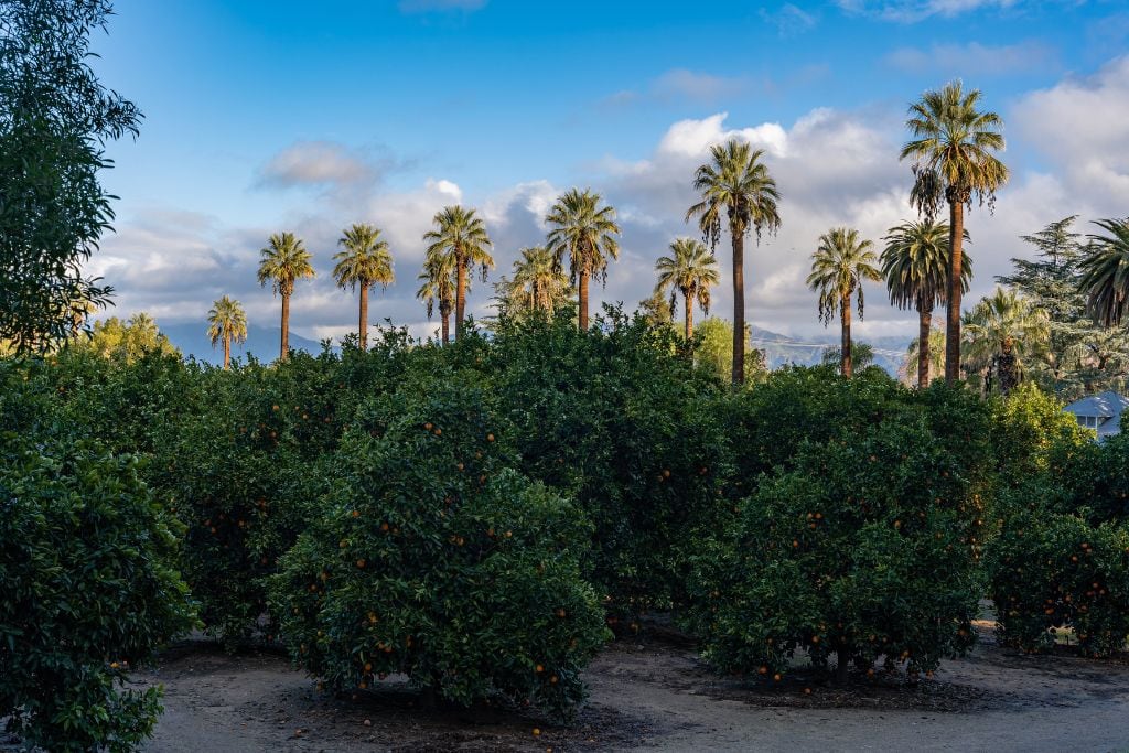 A picture of the palm trees and orange trees at Prospect Park in Redlands.