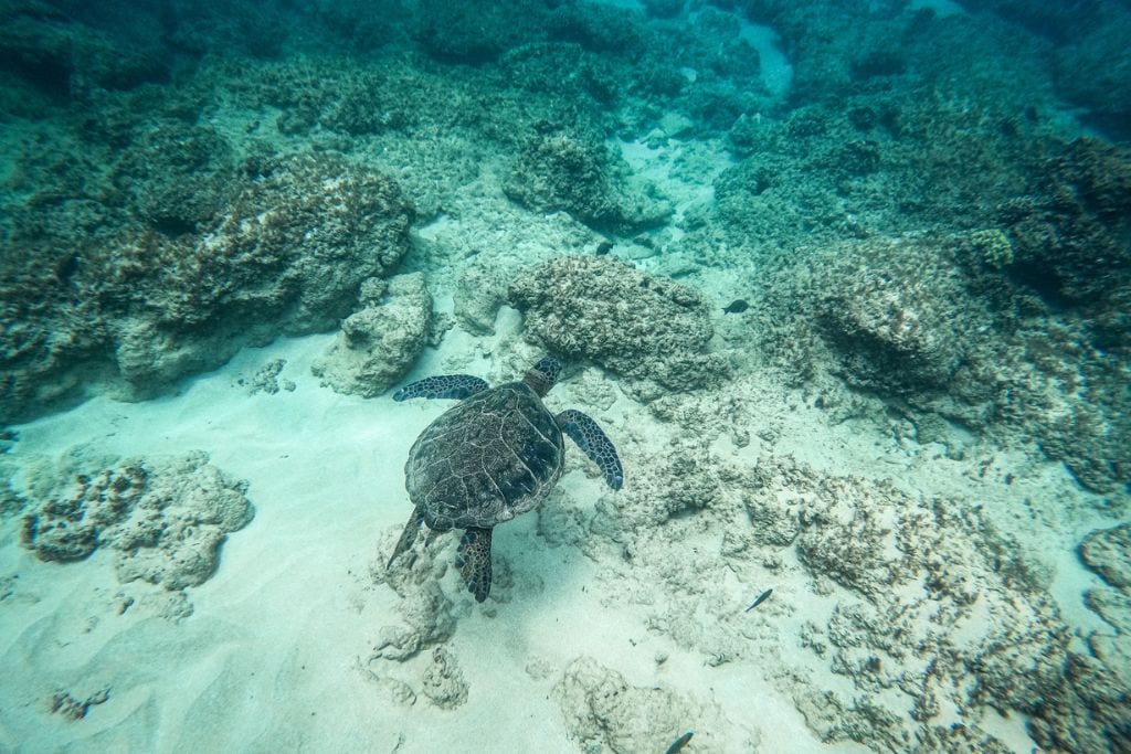 A picture of a turtle. Around Moorea, there's a diverse underwater ecosystem. Learn about the marine life that exists in Moorea with a guided tour.