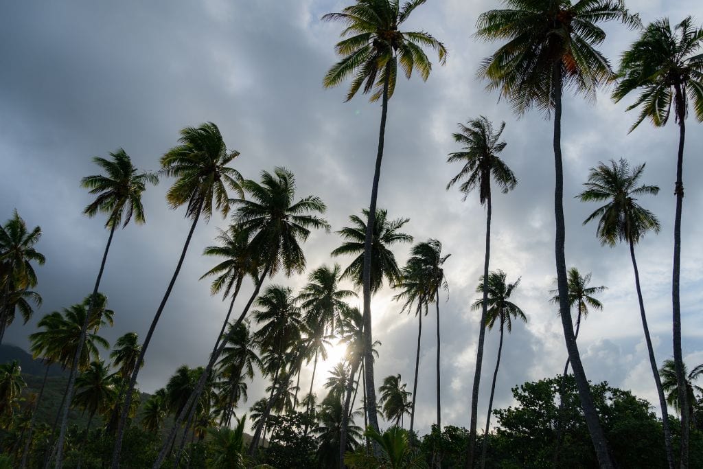 A picture of gloomy skies with lots of palm trees. No matter when you visit Tahiti, there's likely going to be a couple of cloudy days with some rainfall.