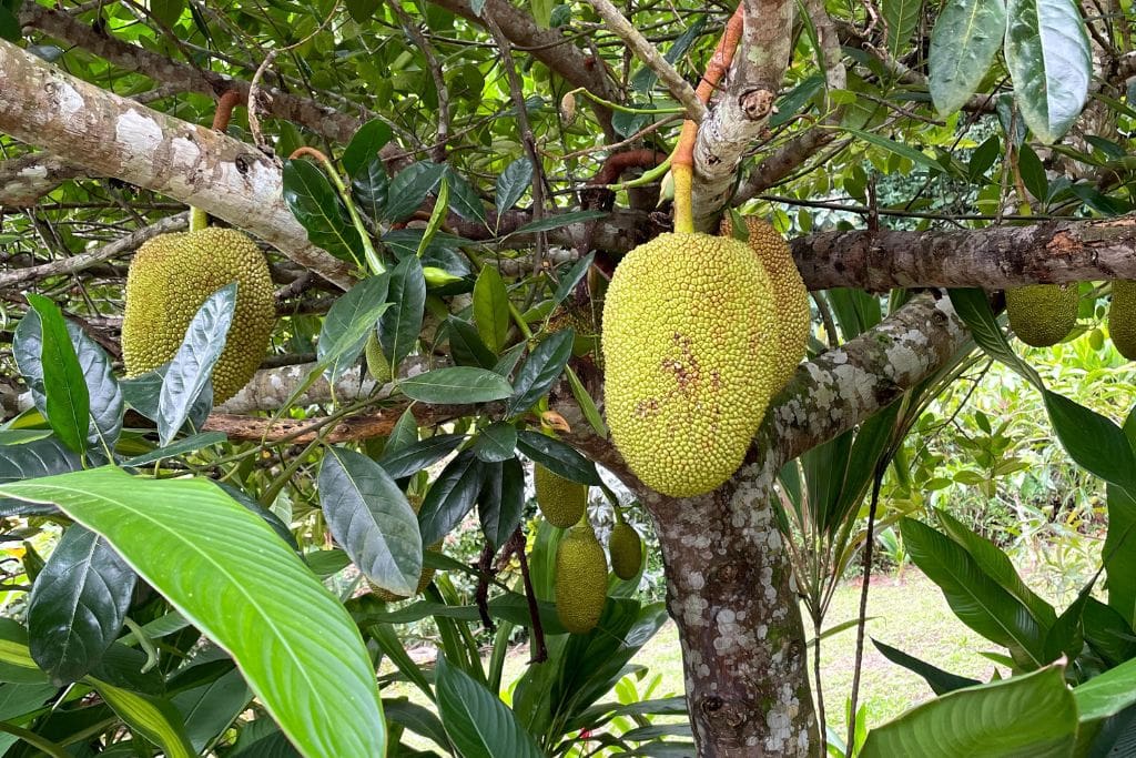 A picture of a fruit tree in Moorea.