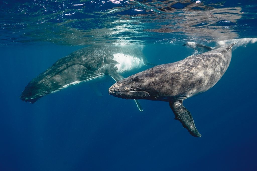 A picture of two whales swimming. Easily the best time to visit Tahiti is in the middle of Whale season, which would be August or September.