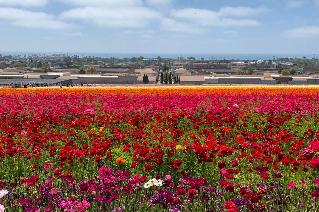 A picture of the colorful Carlsbad Flower Fields.