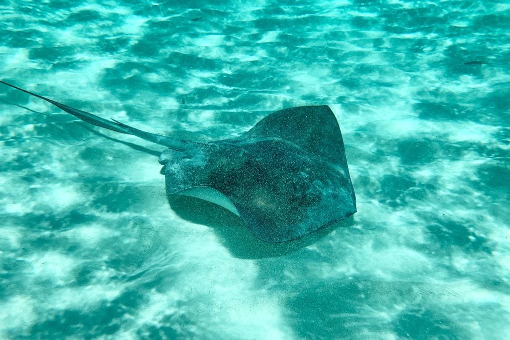 A picture of a sting ray swimming across the ocean floor. You'll encounter lots of friendly stingrays on the tours that go to Moorea lagoon.