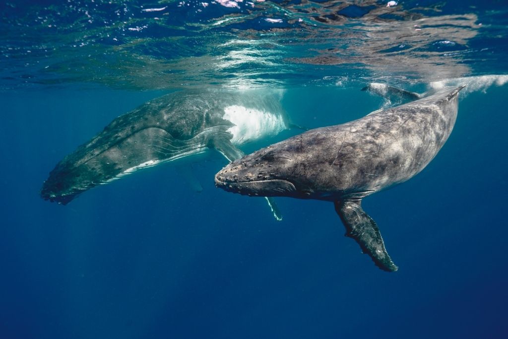 A picture of two whales swimming. If you're visiting during whale season, don't miss out on taking a whale tour since French Polynesia is one of the only places you can swim with these serene creatures.