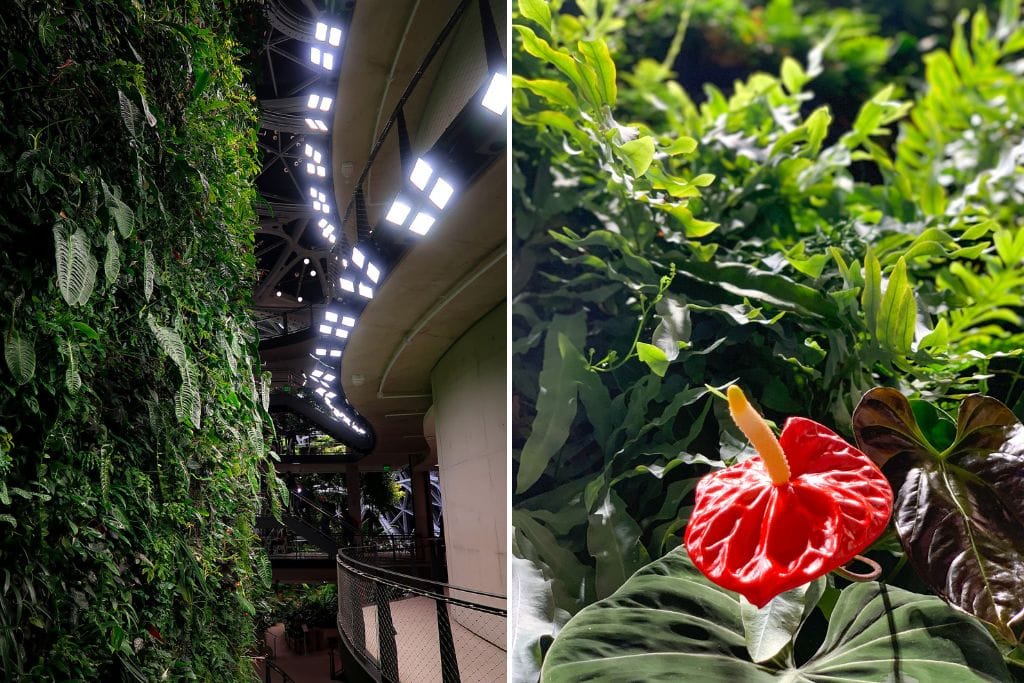 Two pictures. Both pictures exhibit the lush greenery and flora you'll find within the Amazon spheres in Seattle.