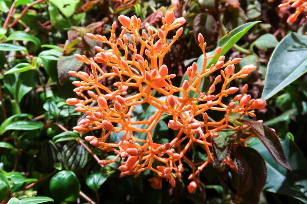 A picture of a bright orange plant within the Amazon Spheres in Seattle.