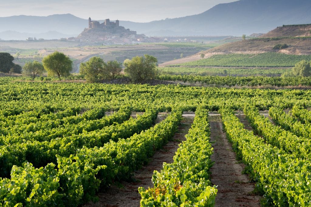 A picture of the rioja wine region which is a popular place to taste delicious food and wine from Bilbao.