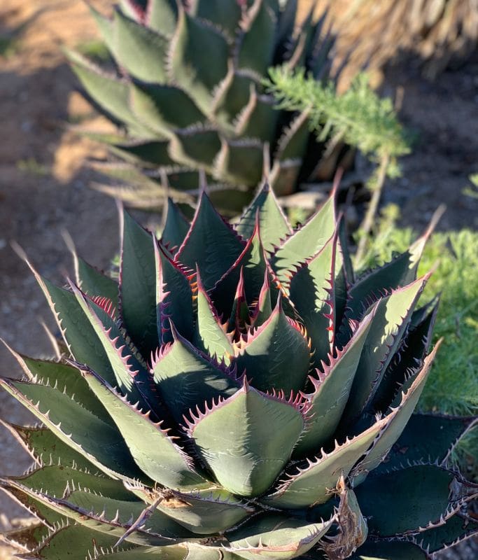 A picture of a pretty cactus in Torrey Pines