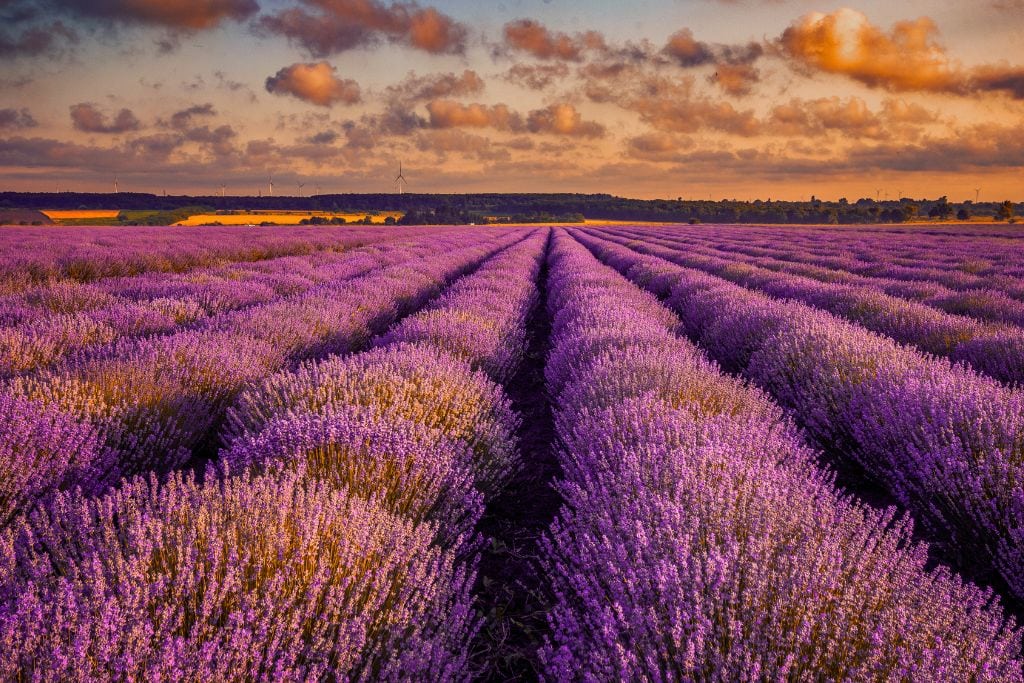 A picture of the stunning lavender fields in France.