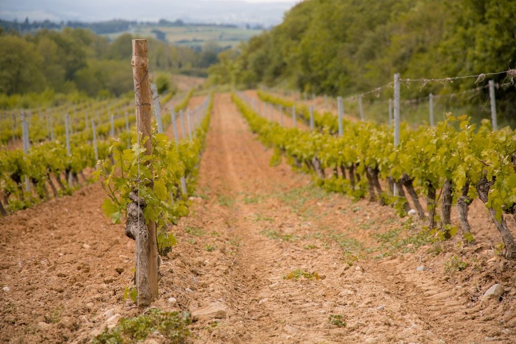 A picture of vineyards in the French countryside. You'll get to venture through these idyllic Provence vineyards during a wine tour.