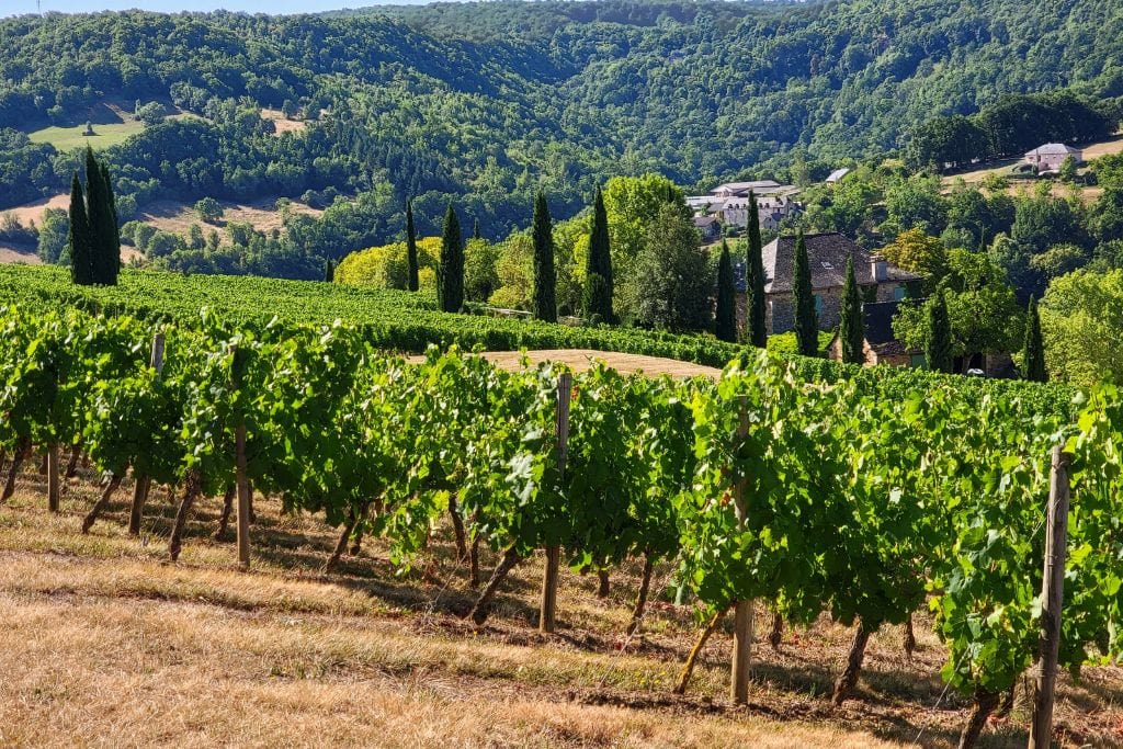 provence wine tour