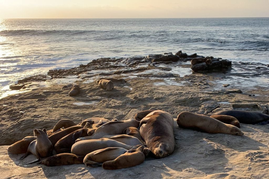 A picture of several seals and sea lions resting on the rocks at La Jolla Cove.