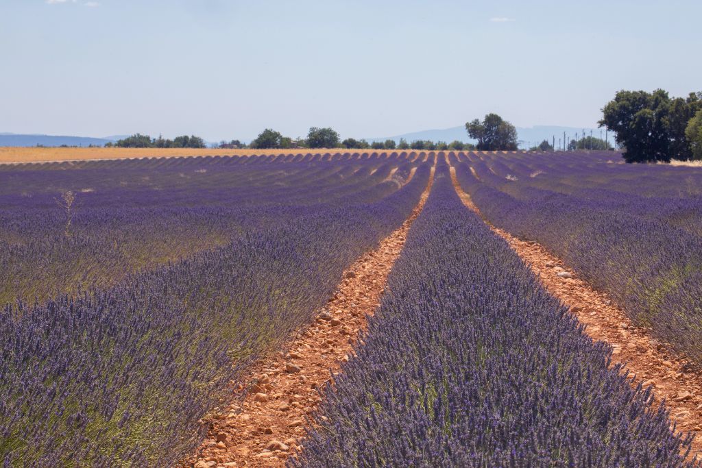 A picture of the lavender fields in Provence. Some of the wine tours will take you to see the iconic Provence lavender fields.
