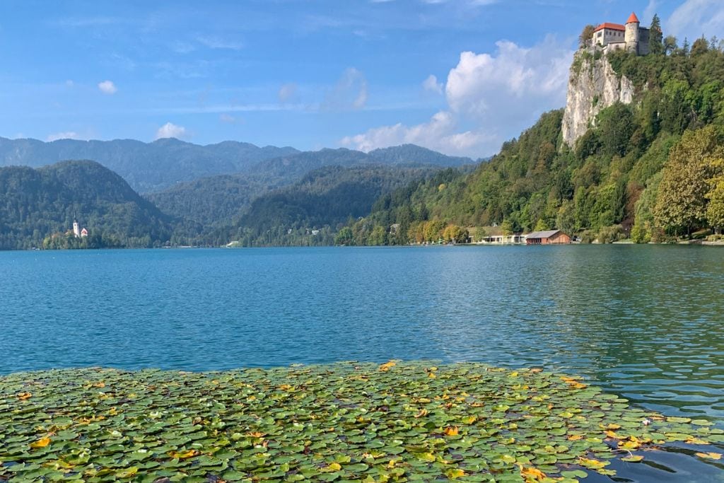 A picture of the super blue waters and a cluster of lily pads in Lake Bled.