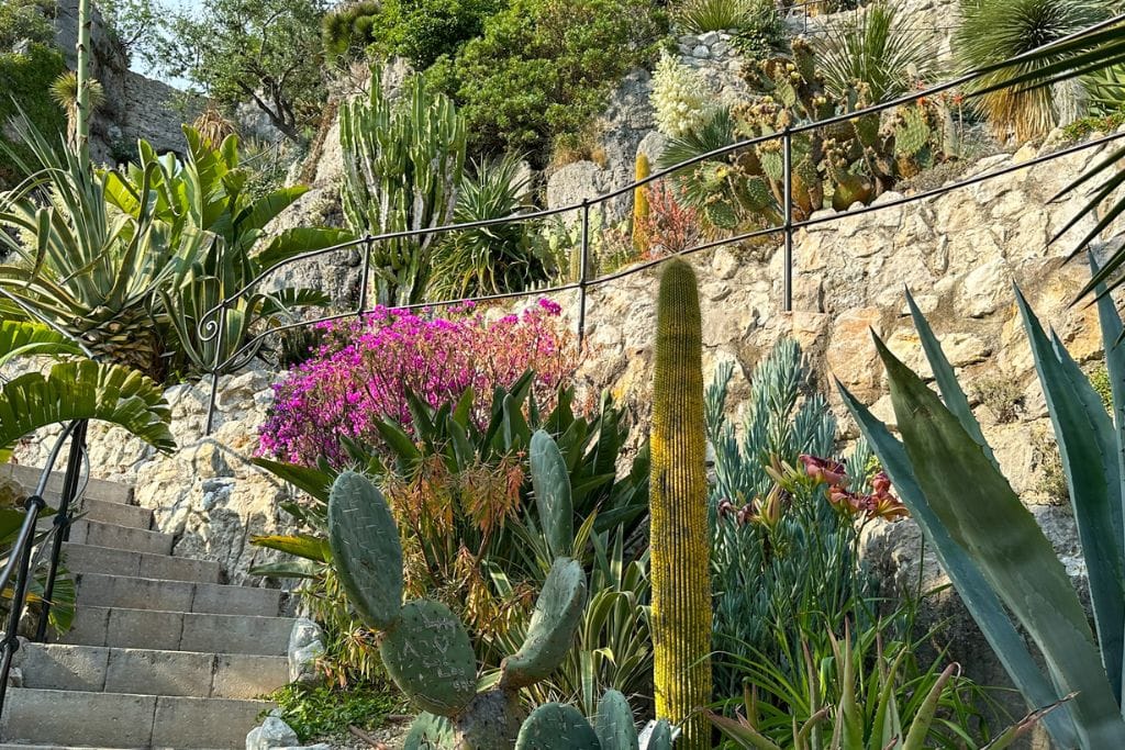 A picture o the flowers and some of the plants that can be seen from Le Jardin Exotique.