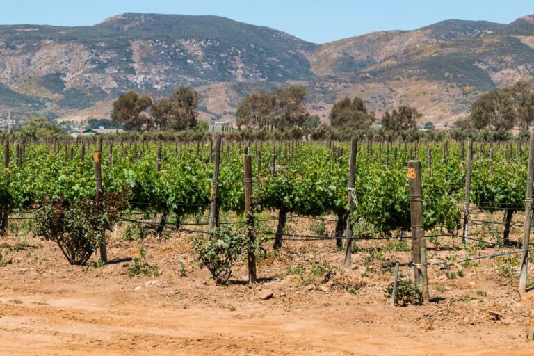 3 Best Valle De Guadalupe Tours From San Diego (2024)