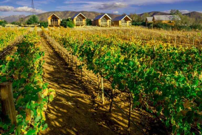 3 Best Valle De Guadalupe Tours From San Diego (2024) - GTE