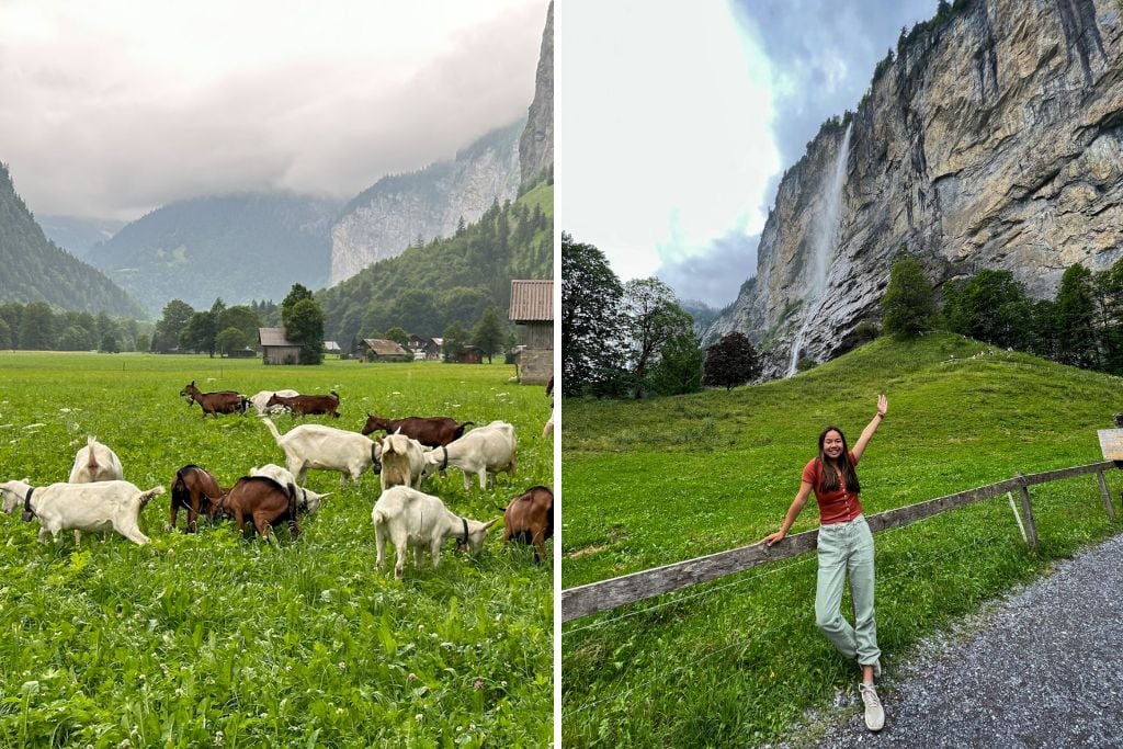 Two pictures taken from Lauterbrunnnen. The left picture has lots of goats in a field and the right picture is Kristin standing with the famous Staubbach Waterfall in the background.