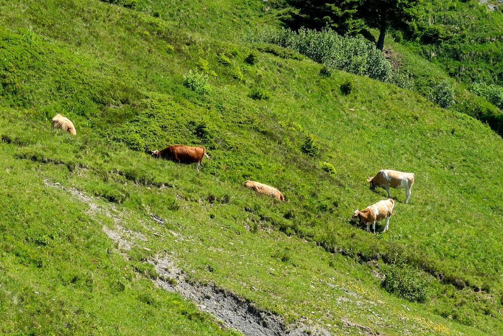 A picture of several adorable cows grazing on the grass in Grindelwald. Seeing the adorable wildlife is another reason Grindelwald was worth visiting for me.