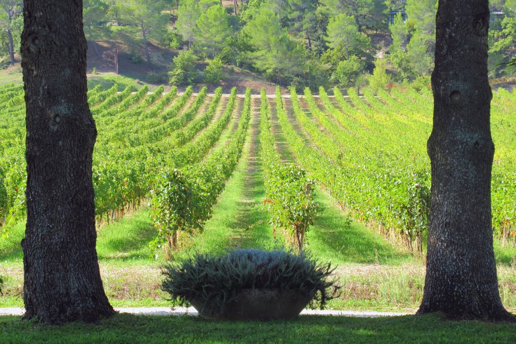 A picture of verdant vineyards. 