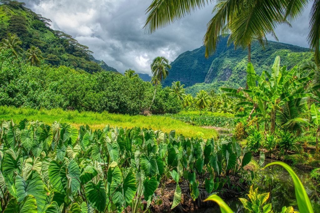 A picture of Tahiti's lush vegetation that can be found around the island.