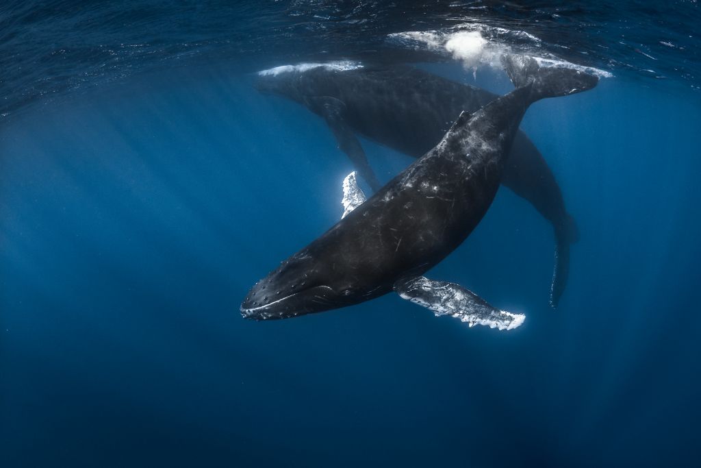 Whale watching is an unforgettable experience and one of the many things that visitors can partake in if they visit Tahiti between July and October.
