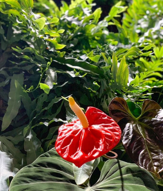 A picture of the lush greenery and flora you'll find within the Amazon spheres in Seattle.