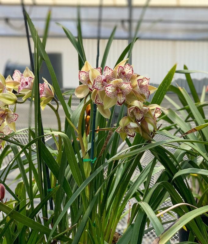 A picture of pink orchids at the greenhouse at the Carlsbad Flower Fields.