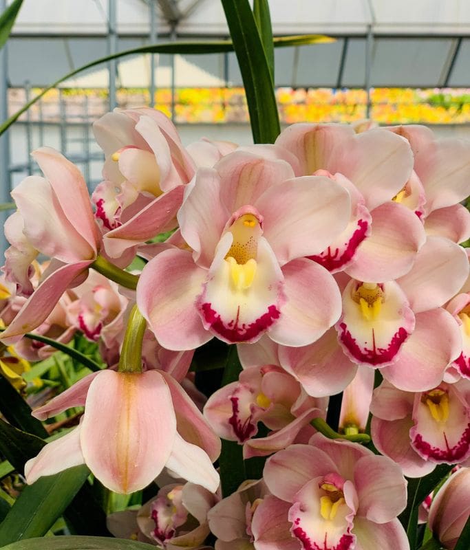 A picture of beautiful pink orchids at the greenhouse at the Carlsbad Flower Fields.