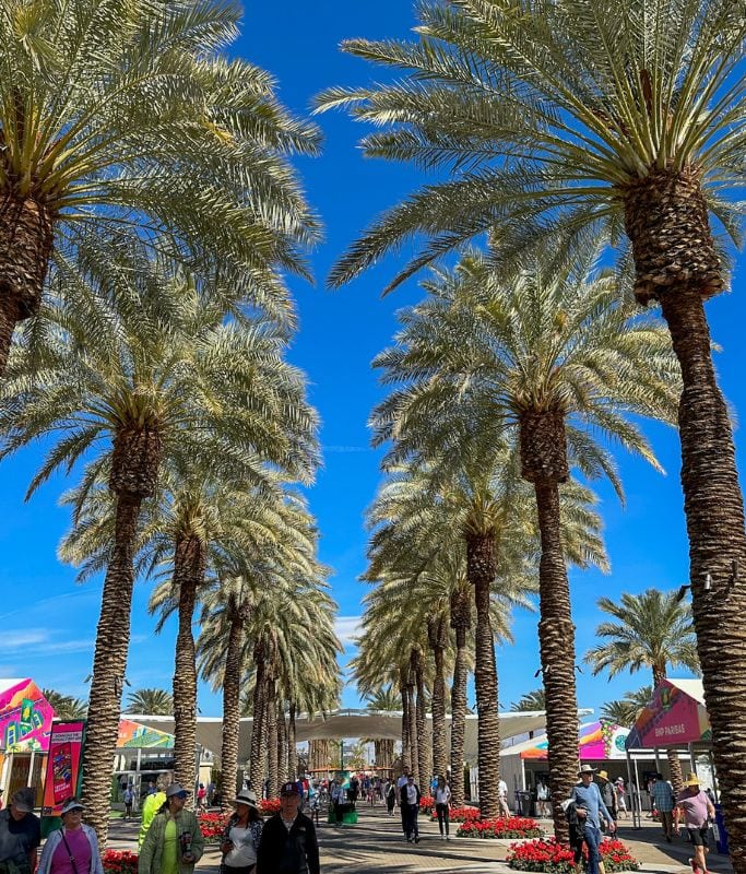 A picture of several palm trees within the venue. 