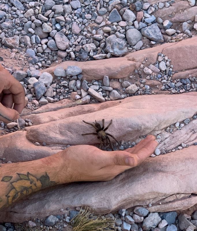 A picture of a Tarantula about to climb on a person's hand.