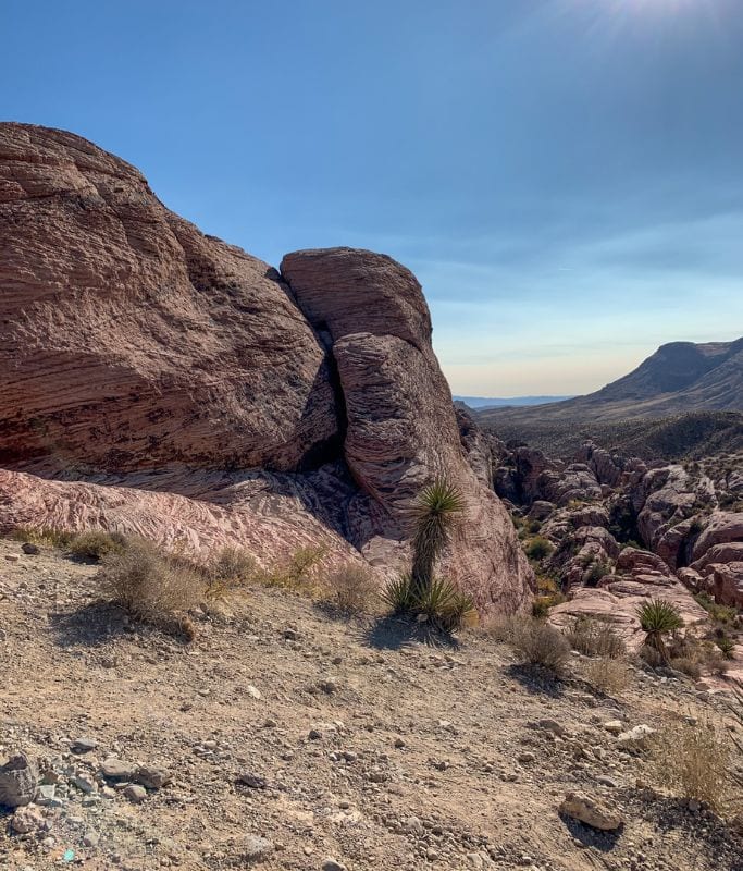 A picture of the desert landscape and some small Joshua trees on the mountainside at Red Rock Canyon. The sun can be seen beaming down. 