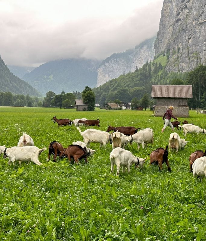 The left A picture of numerous goats in a field in Lauterbrunnnen.