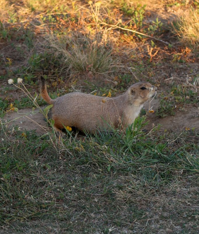 A picture of one of the many prairie dogs that Kristin saw at the Rocky Mountain Arsenal National Wildlife Refuge outside of Denver.